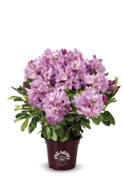 Rhododendron INKARHO ® rosa Dufthecke 5 l Container