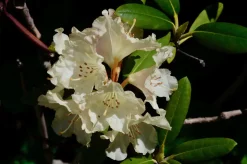 Rhododendron INKARHO ® weiß 5 l Container