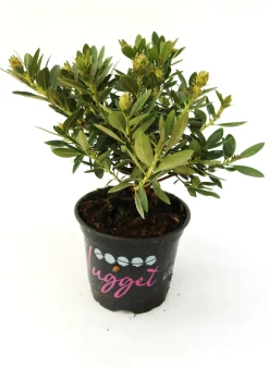 Rhododendron micranthum Bloombux 0,5 l Container