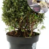 Rhododendron micranthum Bloombux 5 l Container