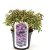 Rhododendron 'Moerheim' 2 L Container