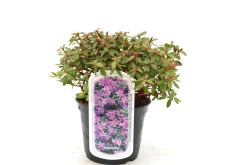 Rhododendron 'Moerheim' 2 L Container