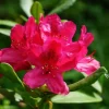 Rhododendron Nova Zembla 5 l Container