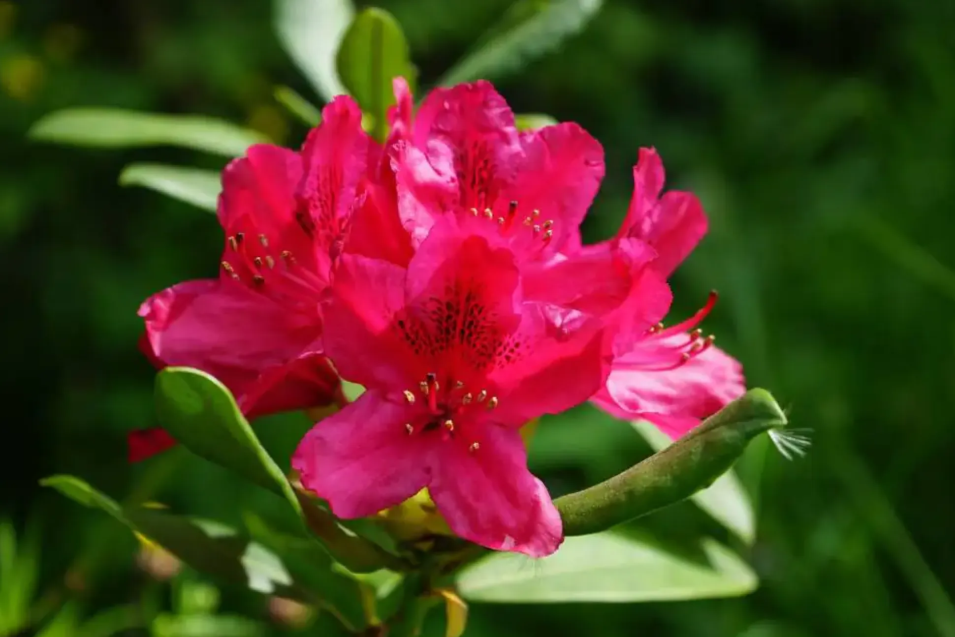 Rhododendron Nova Zembla 5 l Container