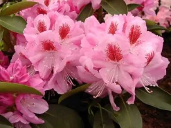 Rhododendron PG II + III Liebhaber rosa 5 l Container
