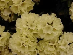 Rhododendron PG II + III Liebhaber gelb 5 l Container