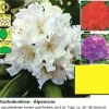 Rhododendron PG II + III Liebhaber 5 l Container