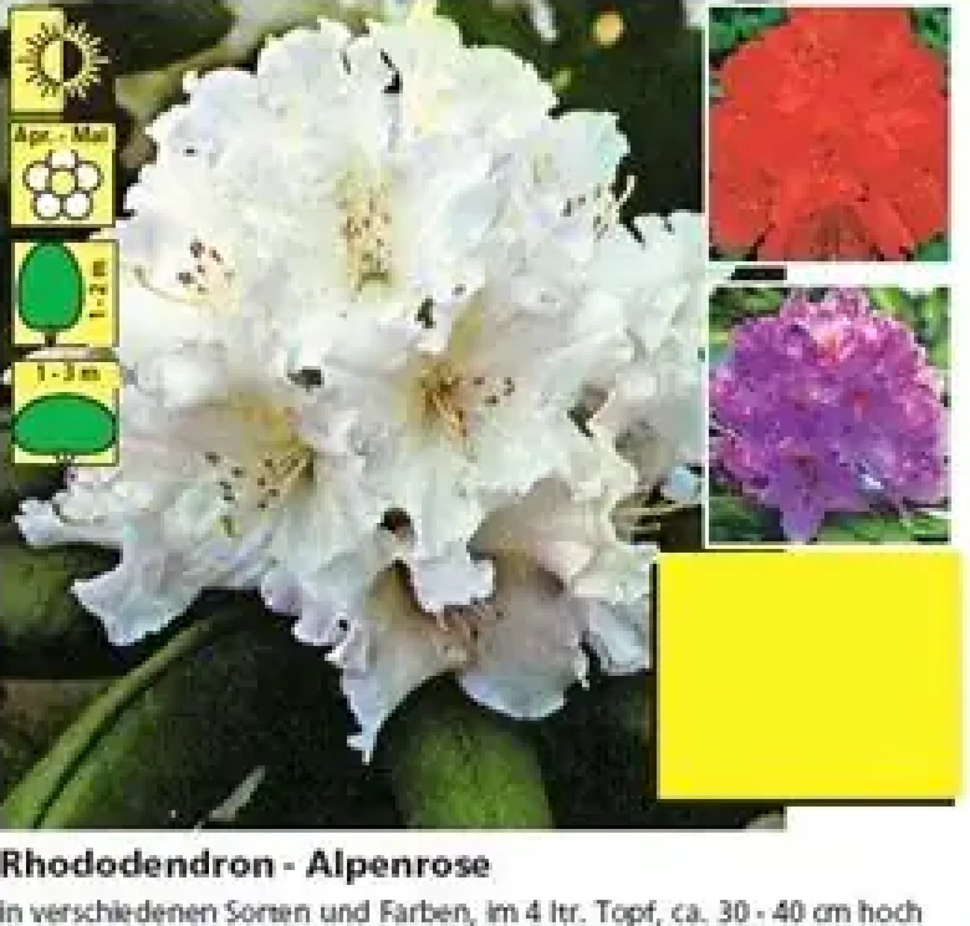 Rhododendron PG II + III Liebhaber 5 l Container