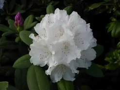 Rhododendron PG II + III Liebhaber weiß 5 l Container