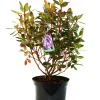 Rhododendron 'P.J.M.Elite' 4 l Container