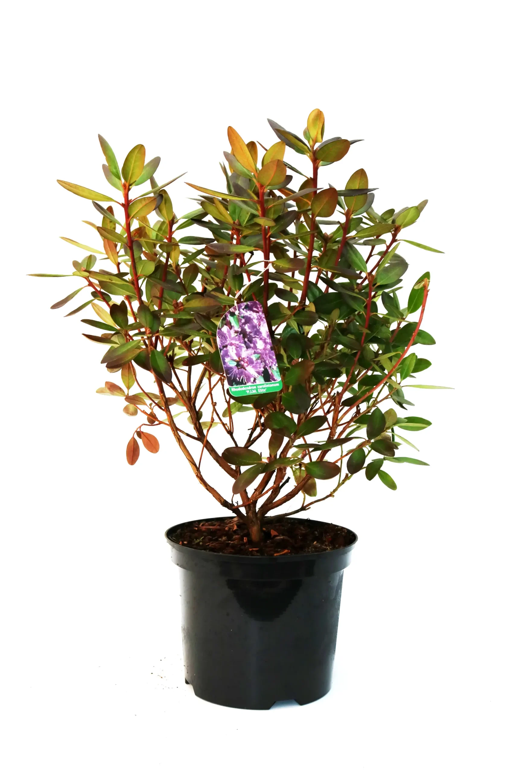 Rhododendron 'P.J.M.Elite' 4 l Container