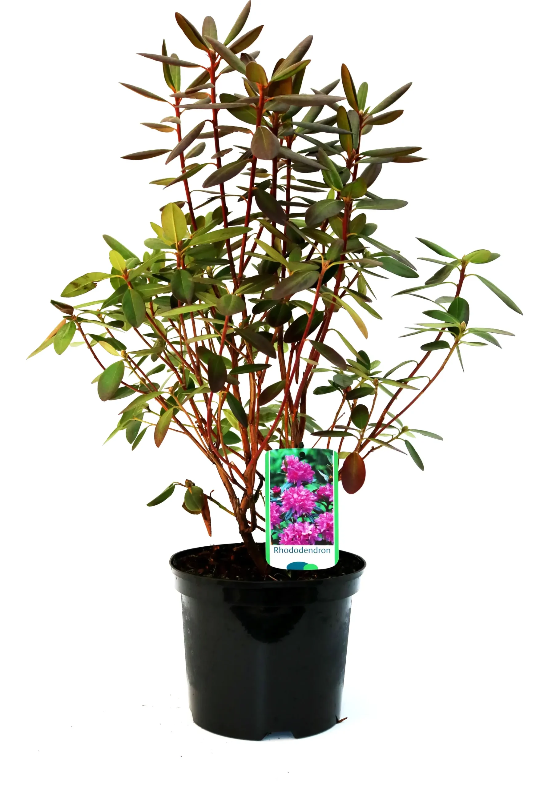 Rhododendron 'P.J.Mezitt' 4 l Container