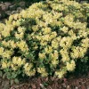 Rhododendron 'Princess Anne' 2 L Container