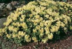 Rhododendron 'Princess Anne' 2 L Container