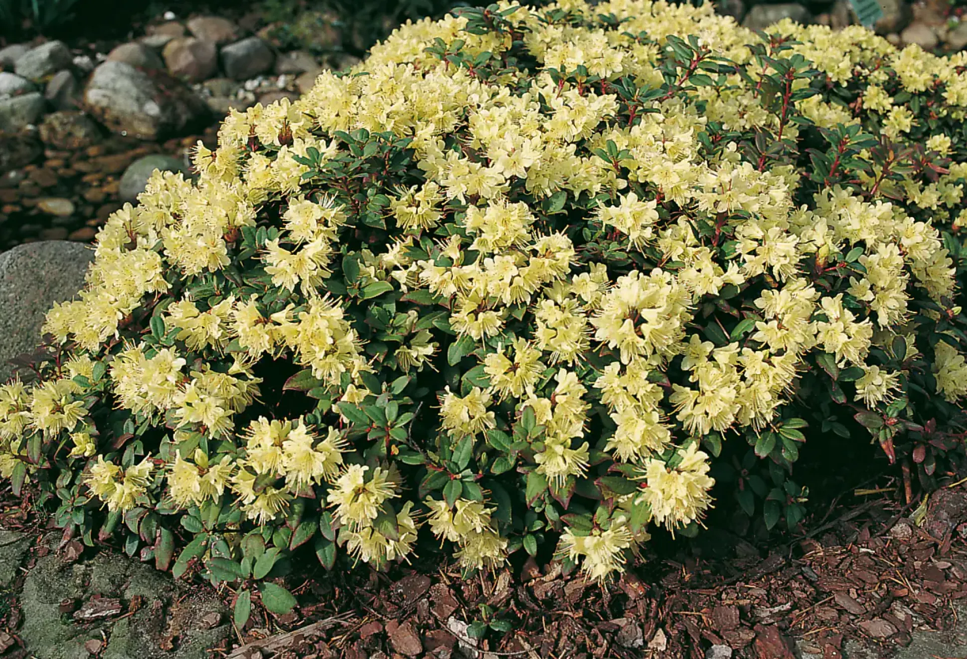 Rhododendron 'Princess Anne' 2 L Container