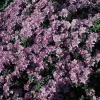 Rhododendron 'Ramapo' 2 L Container