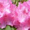 Rhododendron Roseum Elegans 5 l Container