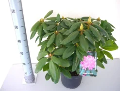 Rhododendron Roseum Elegans 5 l Container