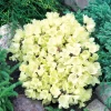 Rhododendron 'Wren' 2 L Container