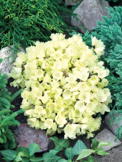 Rhododendron 'Wren' 2 L Container
