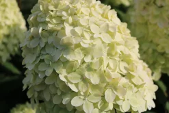 Rispenhortensie 'Limelight' 5 l Container