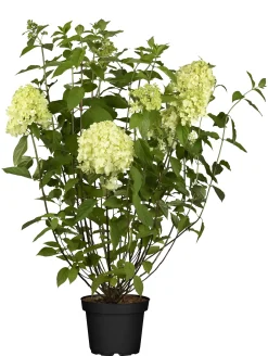 Rispenhortensie 'Limelight' 5 l Container