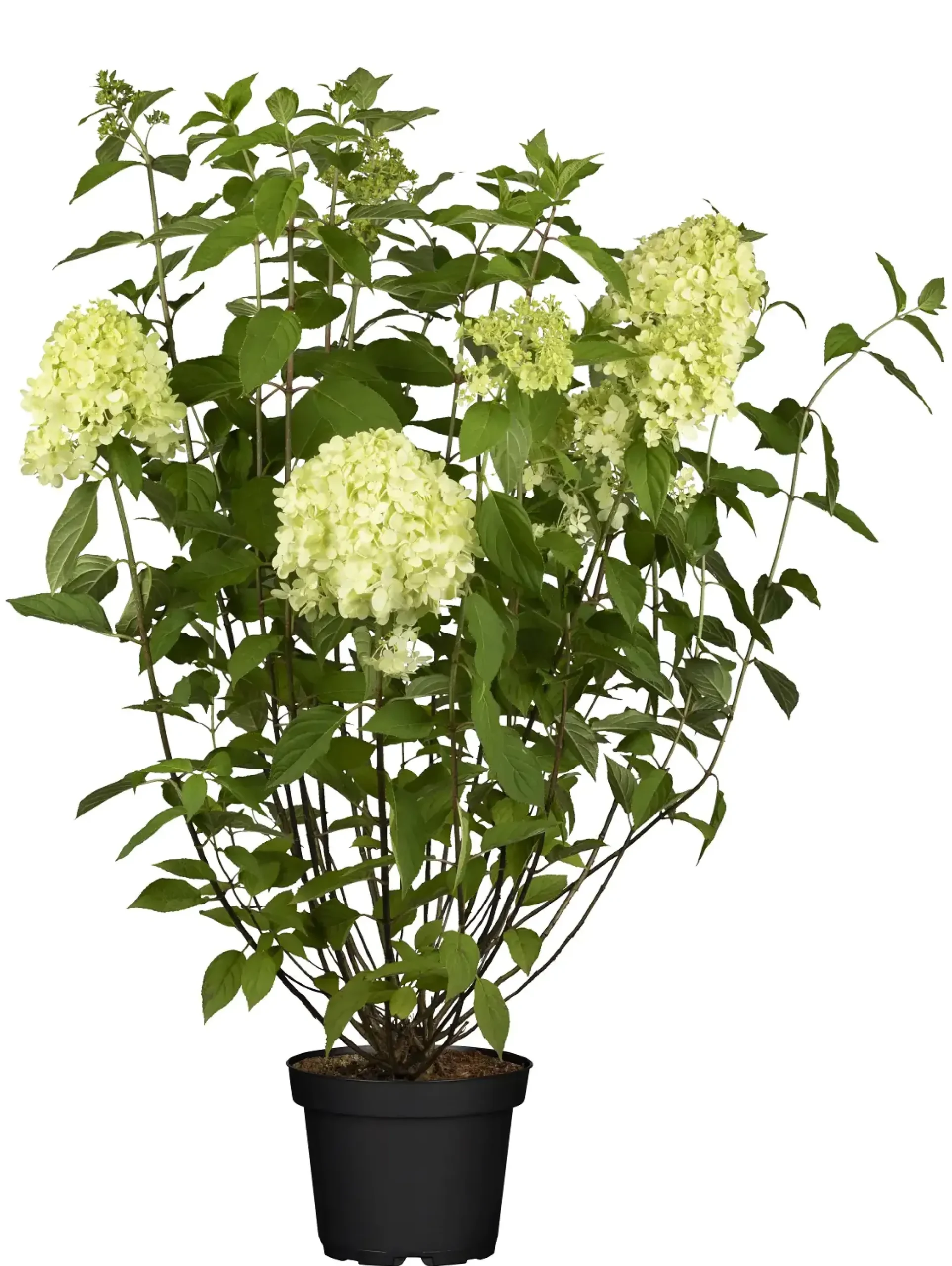 Rispenhortensie 'Limelight' 5 l Container