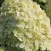 Rispenhortensie 'Limelight' 10 L Container