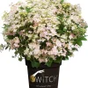 Rispenhortensie 'Switch'® 5 l Container