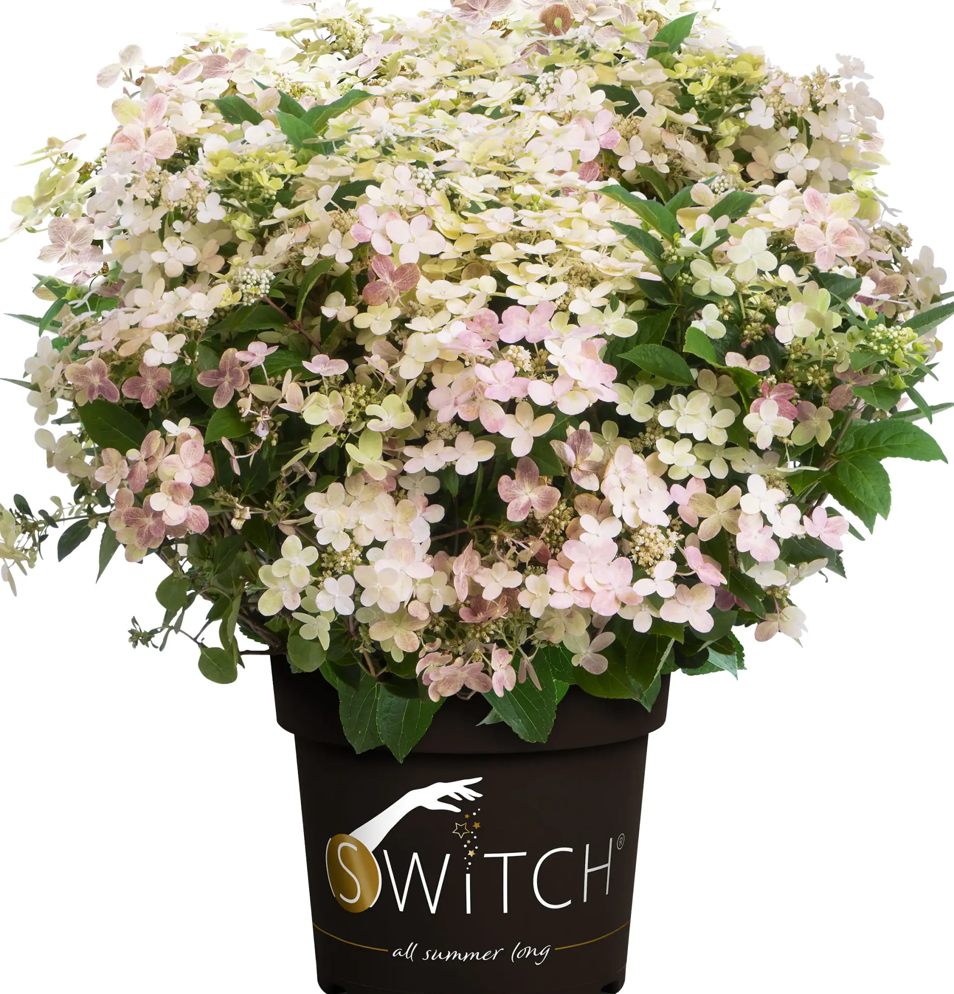 Rispenhortensie 'Switch'® 5 l Container