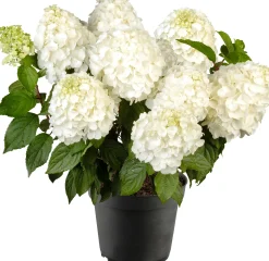 Rispenhortensien 5 l Container