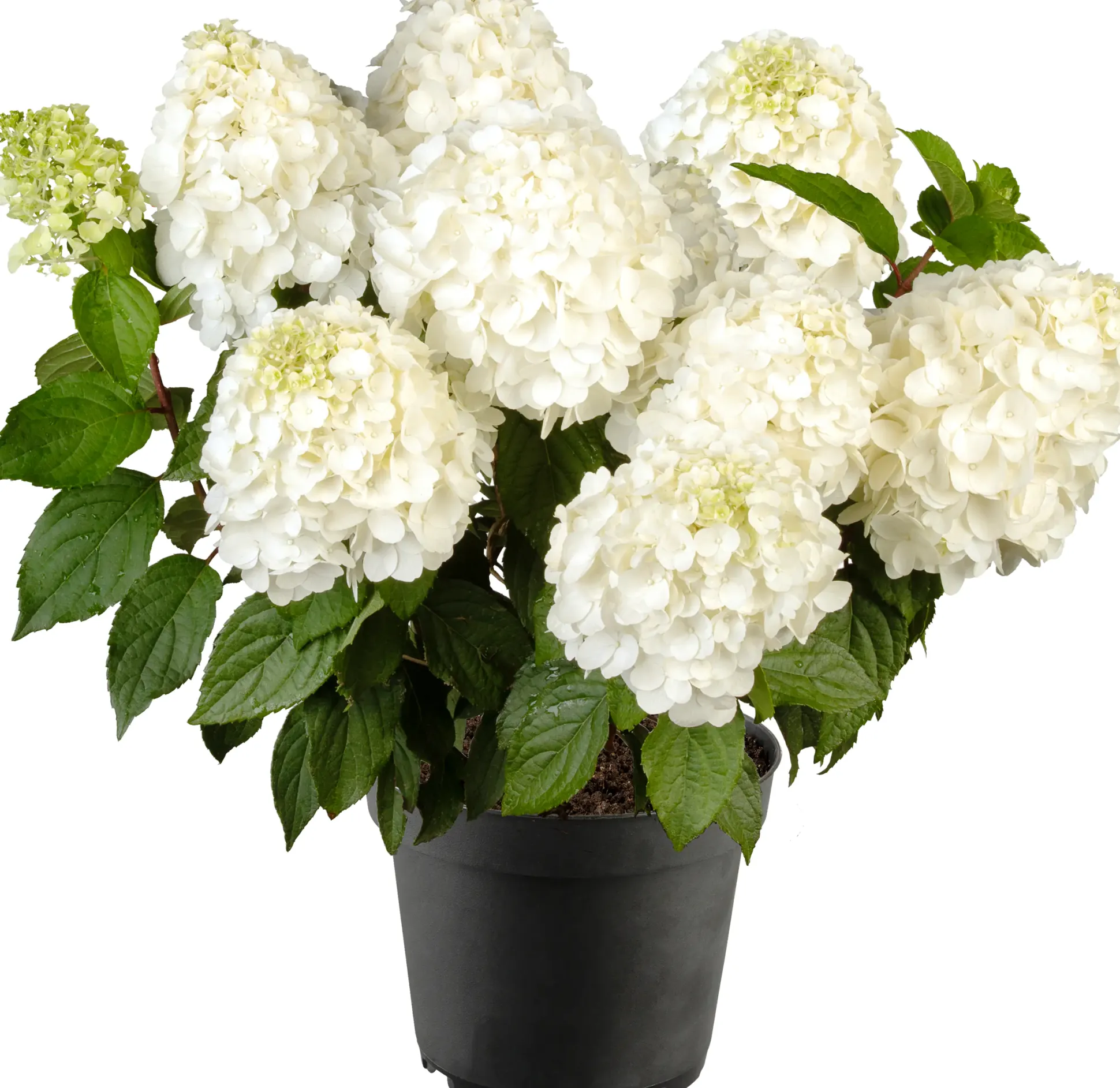 Rispenhortensien 5 l Container