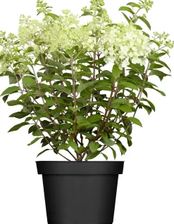 Rispenhortensien 5 l Container