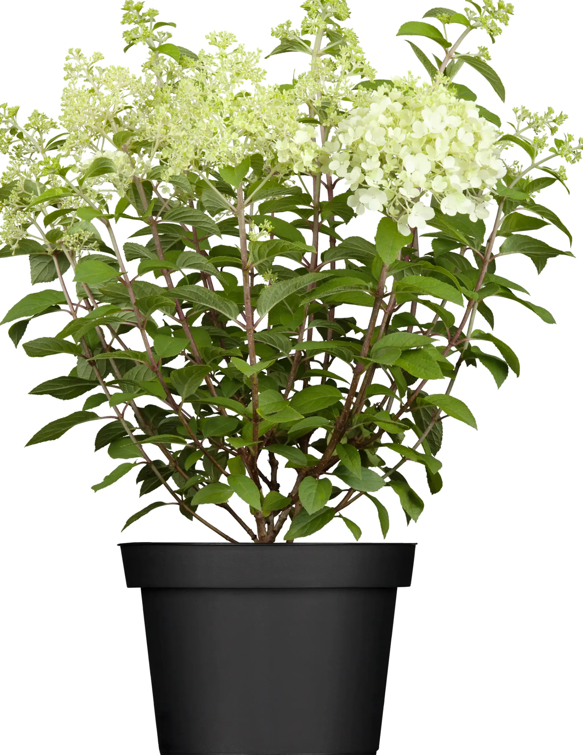 Rispenhortensien 5 l Container