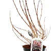 Rotblättrige Weigelie Purpurea 3 l Container