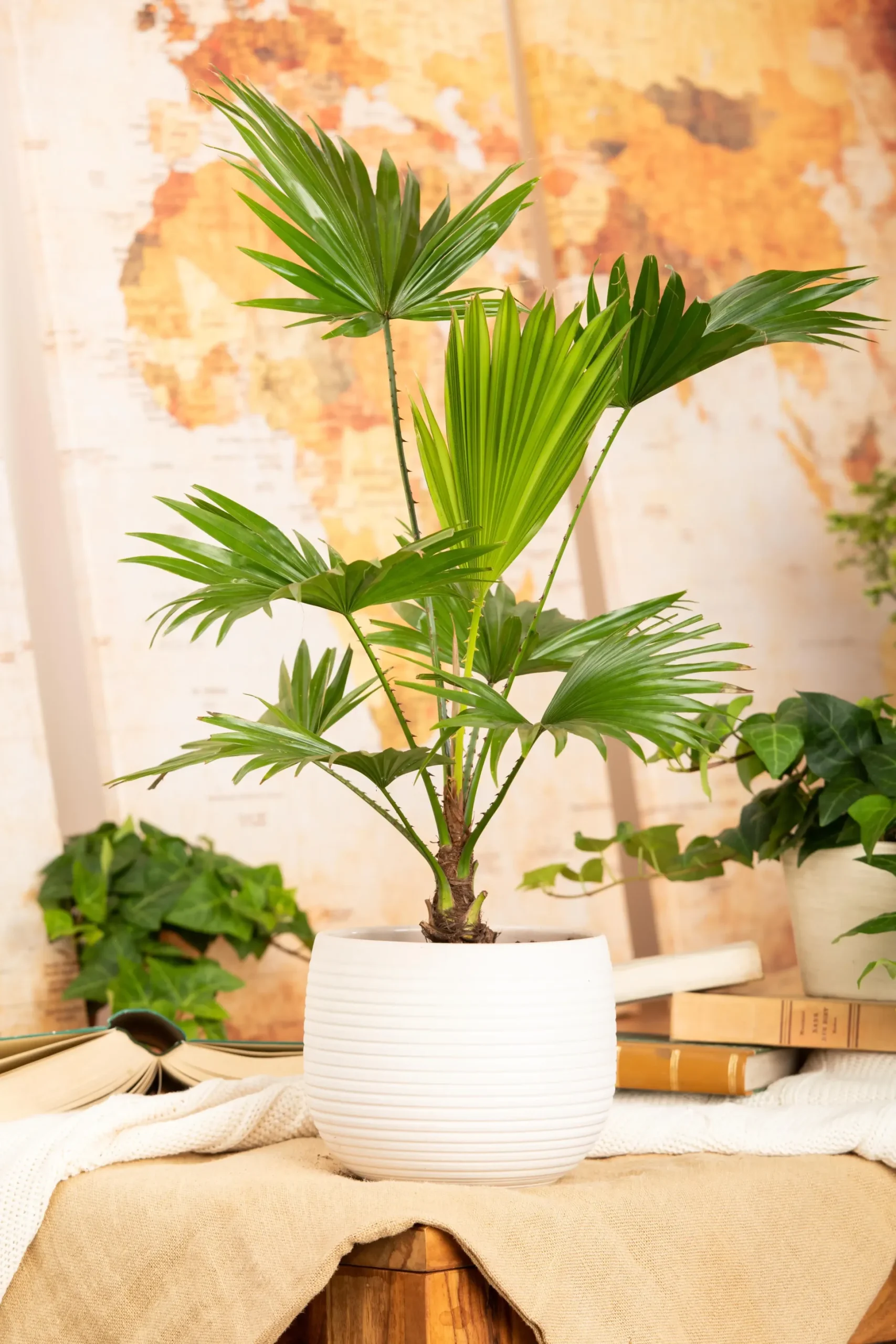 Rundblättrige Schirmpalme Livistonie Rotundifolia H ca. 35 cm 12 cm Topf