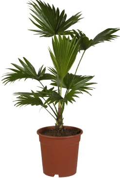 Rundblättrige Schirmpalme Livistonie Rotundifolia H ca. 35 cm 12 cm Topf