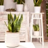 Sansevieria Laurentii Bogenhanf 30 cm 12 cm Topf