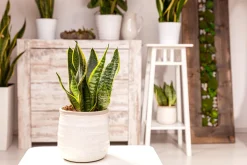 Sansevieria Laurentii Bogenhanf 30 cm 12 cm Topf