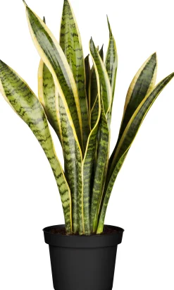 Sansevieria Laurentii Bogenhanf 30 cm 12 cm Topf