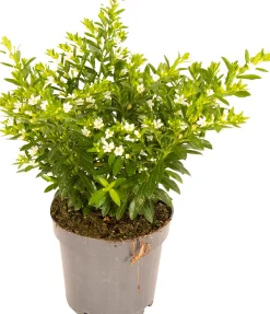 Scheinmyrte Cuphea hyssopifolia H 15 cm 10,5 cm Topf
