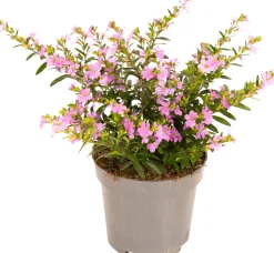 Scheinmyrte Cuphea hyssopifolia H 15 cm 10,5 cm Topf