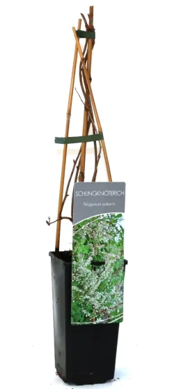 Schlingknöterich 2 L Eck-Container