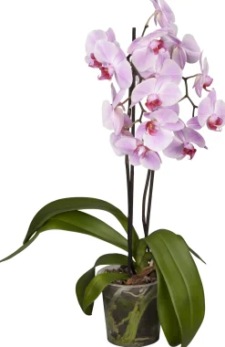Schmetterlingsorchidee Phalaenopsis rosa 2-Trieber H ca. 55 cm 12 cm Topf