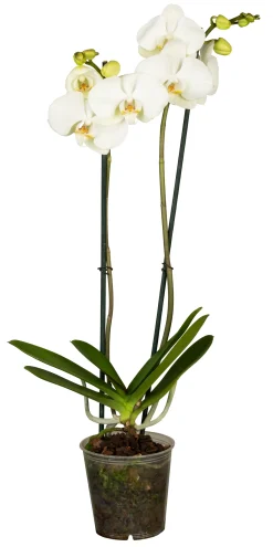 Schmetterlingsorchidee Phalaenopsis weiß 2-Trieber H ca. 40 cm 9 cm Topf
