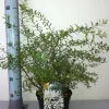 Schneespiere 3 l Container