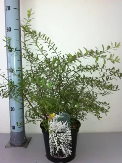 Schneespiere 3 l Container