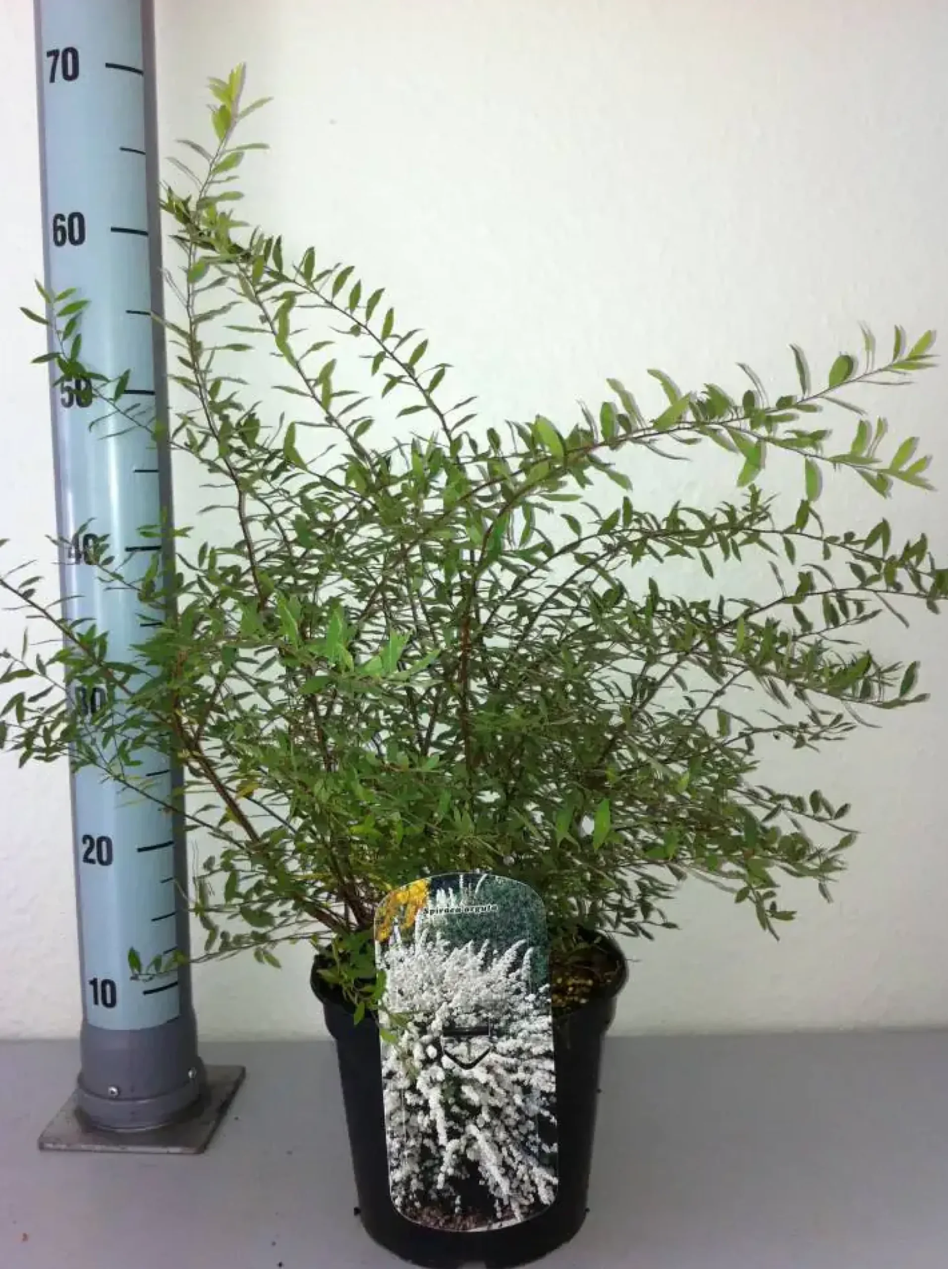 Schneespiere 3 l Container