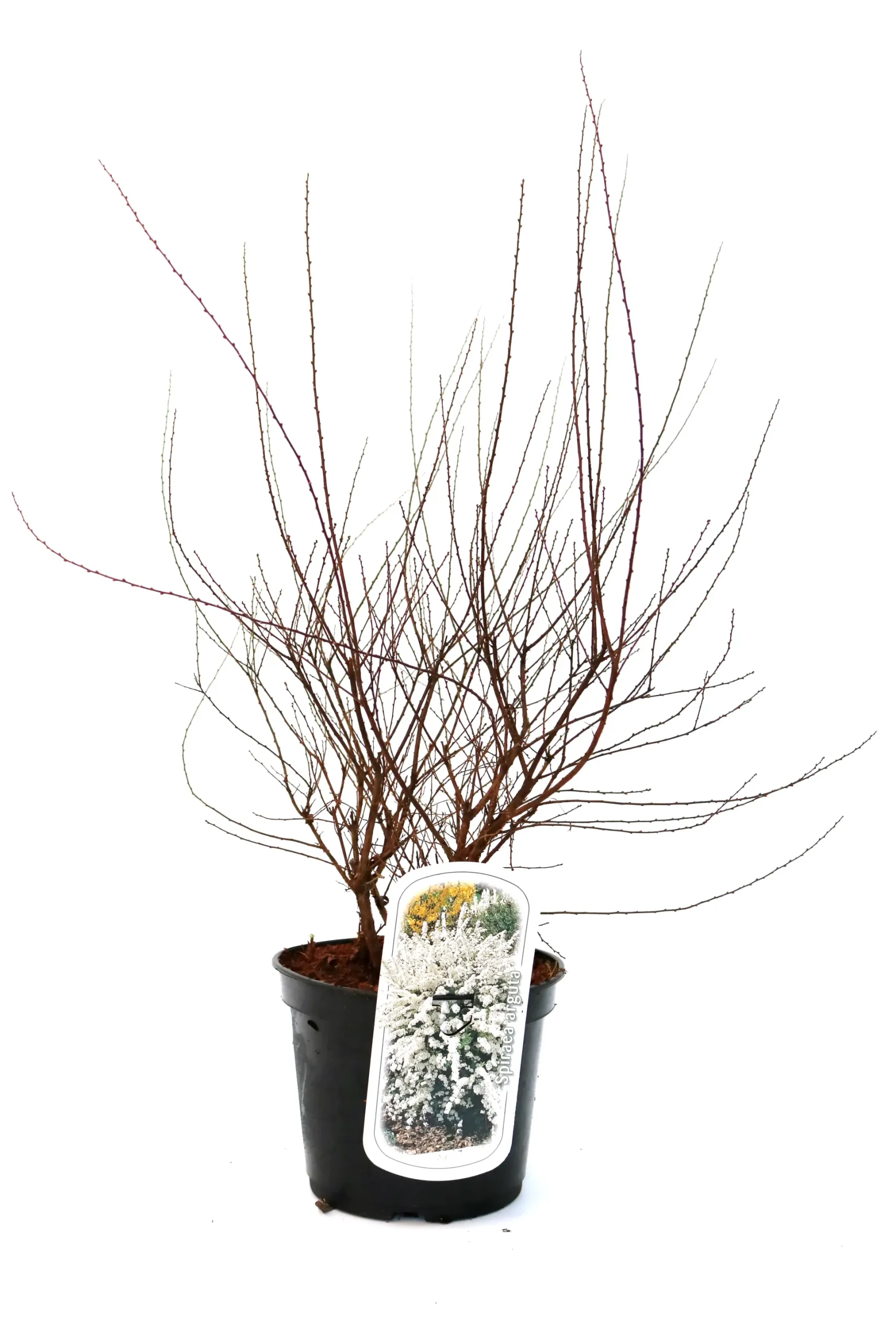Schneespiere 3 l Container