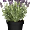 Schopflavendel Lavendula H 30 cm 12cm Topf